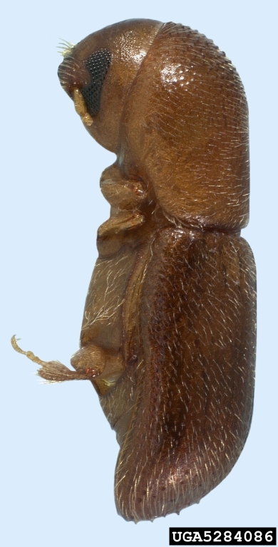 Cyclorhipidion bodoanum