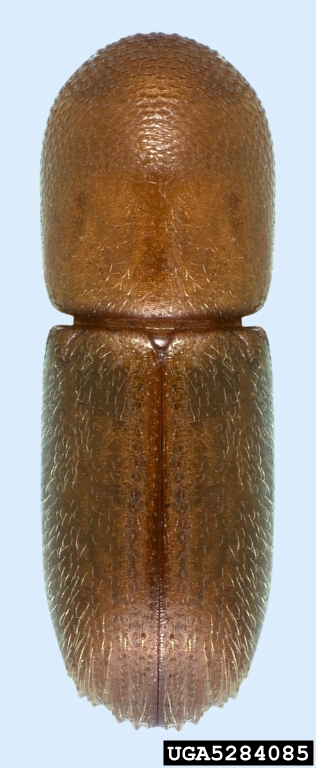 Natasha Wright, Braman Termite & Pest Elimination, Bugwood.org