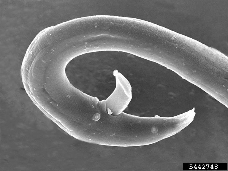 Kiefernholznematode