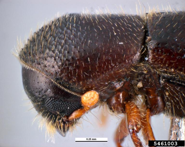 Pest and Diseases Image Library, Bugwood.org