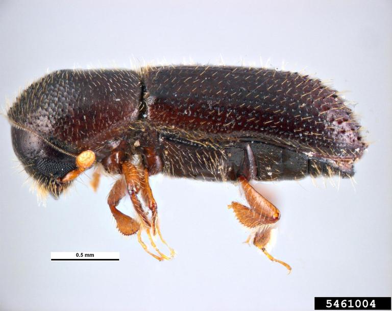 Pest and Diseases Image Library, Bugwood.org