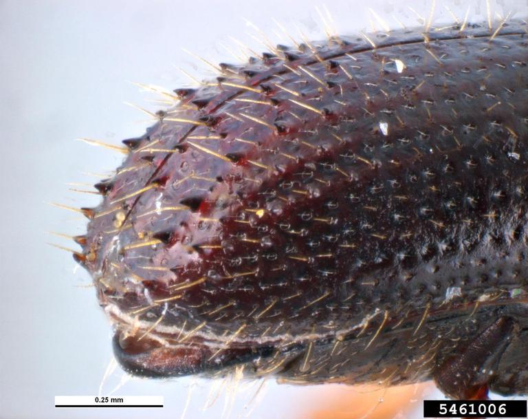 Pest and Diseases Image Library, Bugwood.org