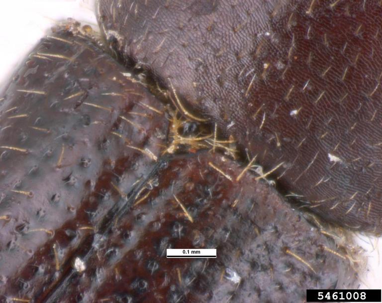 Pest and Diseases Image Library, Bugwood.org