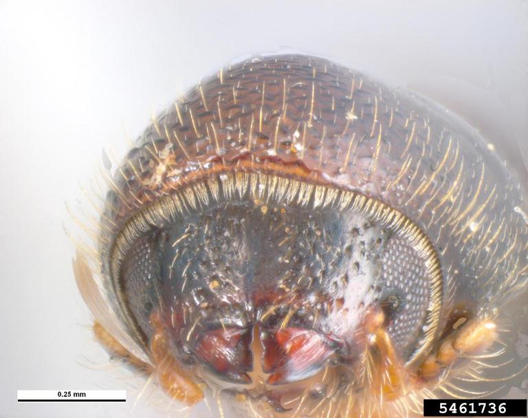 Pest and Diseases Image Library , Bugwood.org