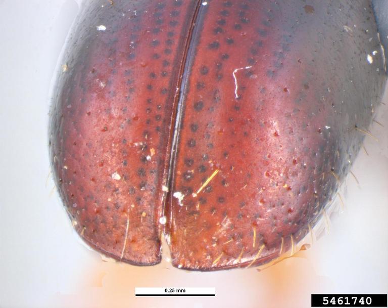 Pest and Diseases Image Library , Bugwood.org