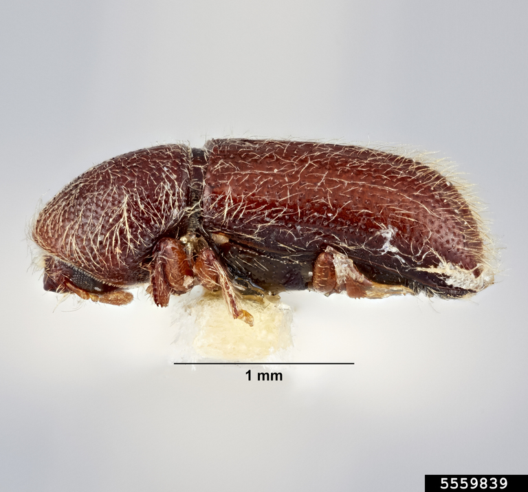 Paul Langlois, Museum Collections: Coleoptera, USDA APHIS PPQ, Bugwood.org