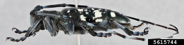 Asiatischer Laubholzbockkäfer