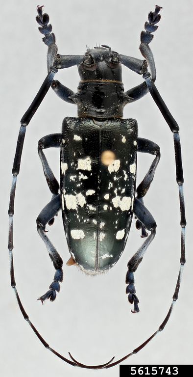 Sarah Smith, CerambycID, USDA APHIS PPQ, Bugwood.org