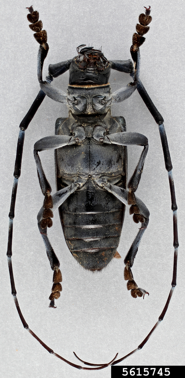 Sarah Smith, CerambycID, USDA APHIS PPQ, Bugwood.org