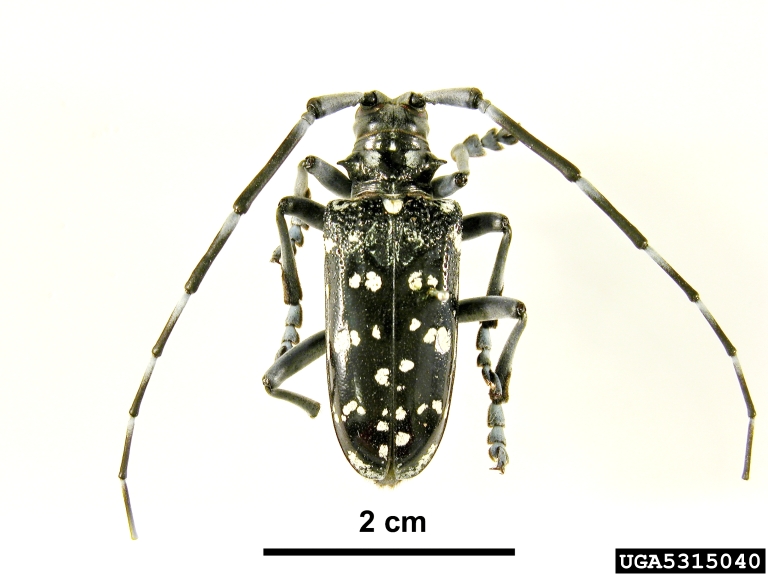 Pest and Diseases Image Library , Bugwood.org