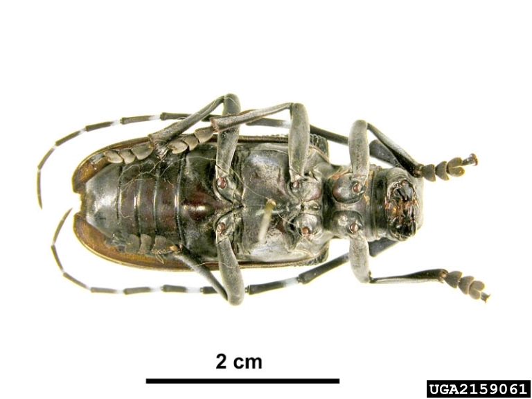 Pest and Diseases Image Library , Bugwood.org