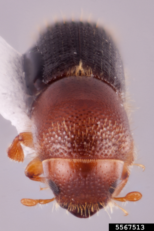 Rachel Osborn, Southeast Asian Ambrosia Beetle ID, USDA APHIS PPQ, Bugwood.org