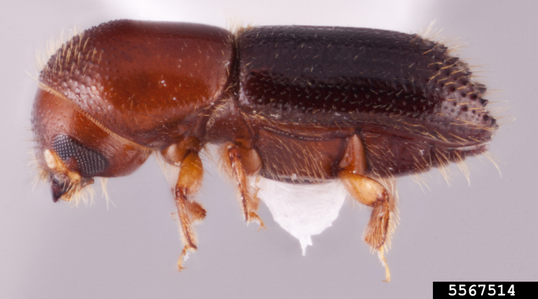 Rachel Osborn, Southeast Asian Ambrosia Beetle ID, USDA APHIS PPQ, Bugwood.org