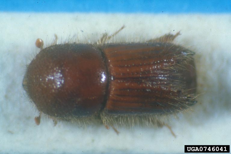 W. Billen, Pflanzenbeschaustelle, Weil am Rhein, Bugwood.org
