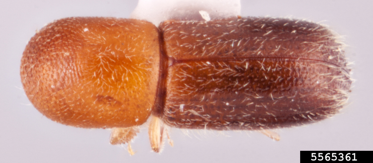 Rachel Osborn, Southeast Asian Ambrosia Beetle ID, USDA APHIS PPQ, Bugwood.org
