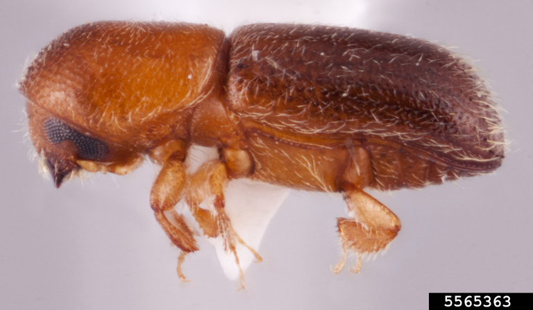 Rachel Osborn, Southeast Asian Ambrosia Beetle ID, USDA APHIS PPQ, Bugwood.org