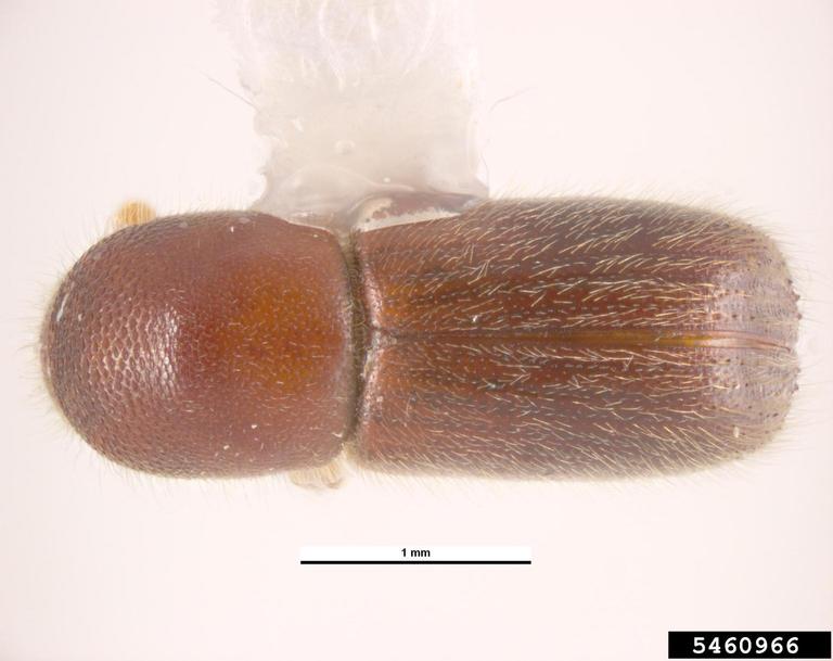 Pest and Diseases Image Library , Bugwood.org