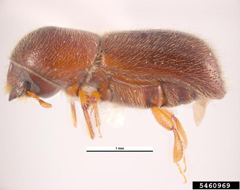 Pest and Diseases Image Library , Bugwood.org