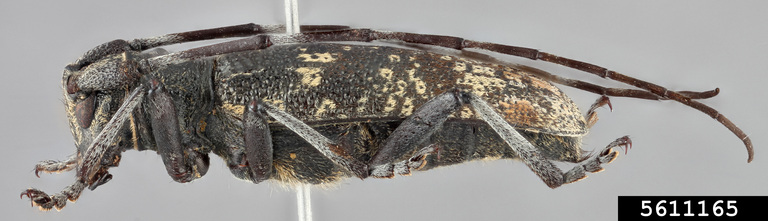 Sarah Smith, CerambycID, USDA APHIS PPQ, Bugwood.org