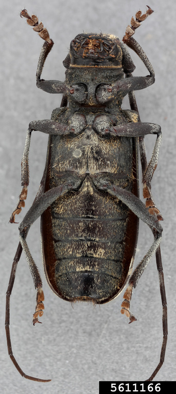 Sarah Smith, CerambycID, USDA APHIS PPQ, Bugwood.org