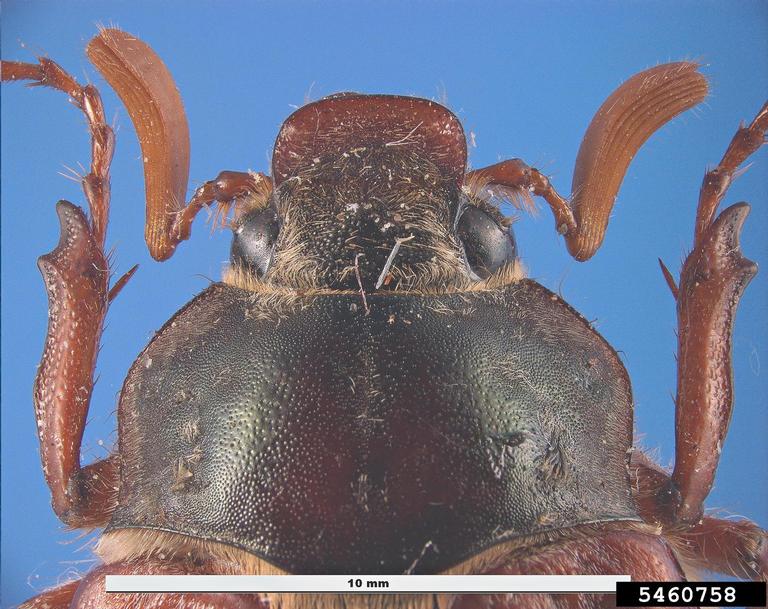 Pest and Diseases Image Library , Bugwood.org