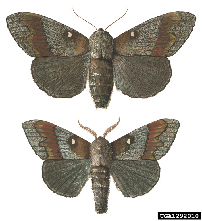 Robert Dzwonkowski, Bugwood.org