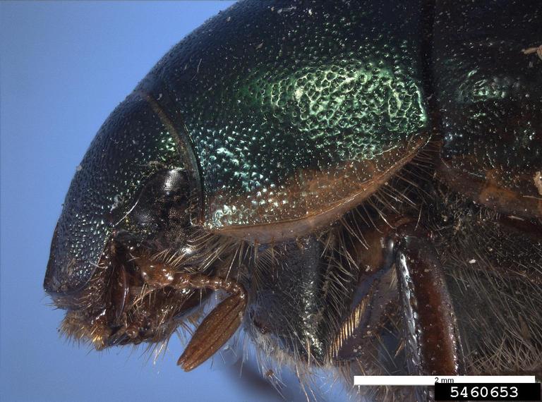 Pest and Diseases Image Library, Bugwood.org