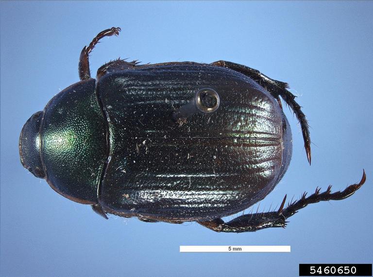 Pest and Diseases Image Library, Bugwood.org