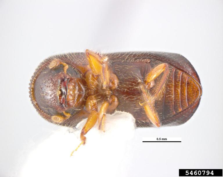 Pest and Diseases Image Library , Bugwood.org