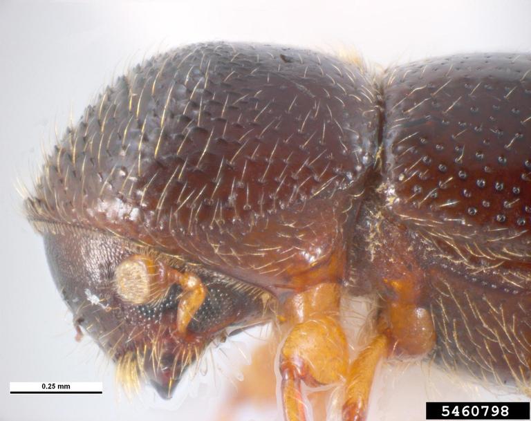 Pest and Diseases Image Library , Bugwood.org