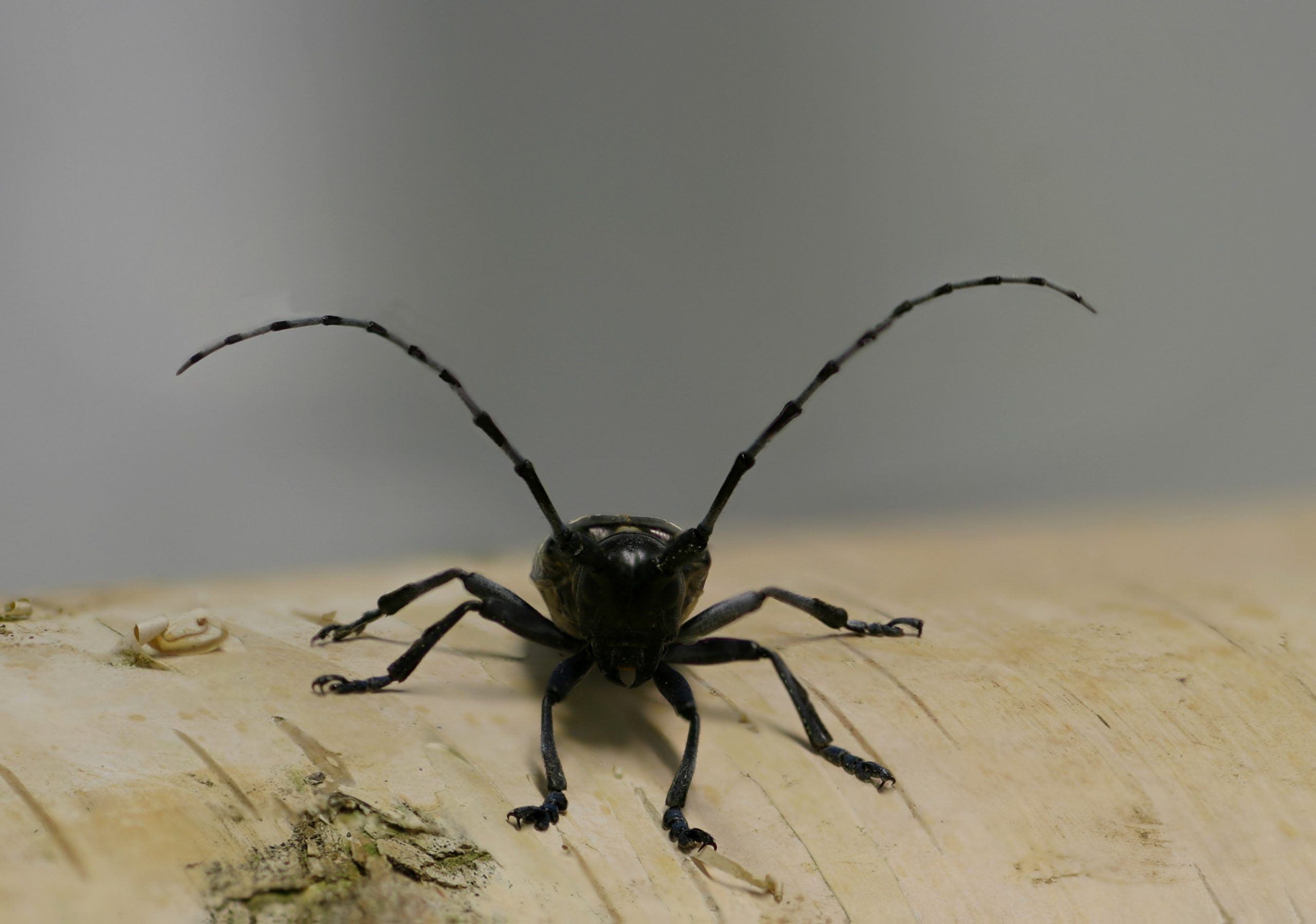 Georg-August-Universität Göttingen, Forstzoologie und Waldschutz