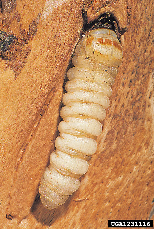Gyorgy Csoka, Hungary Forest Research Institute, Bugwood.org