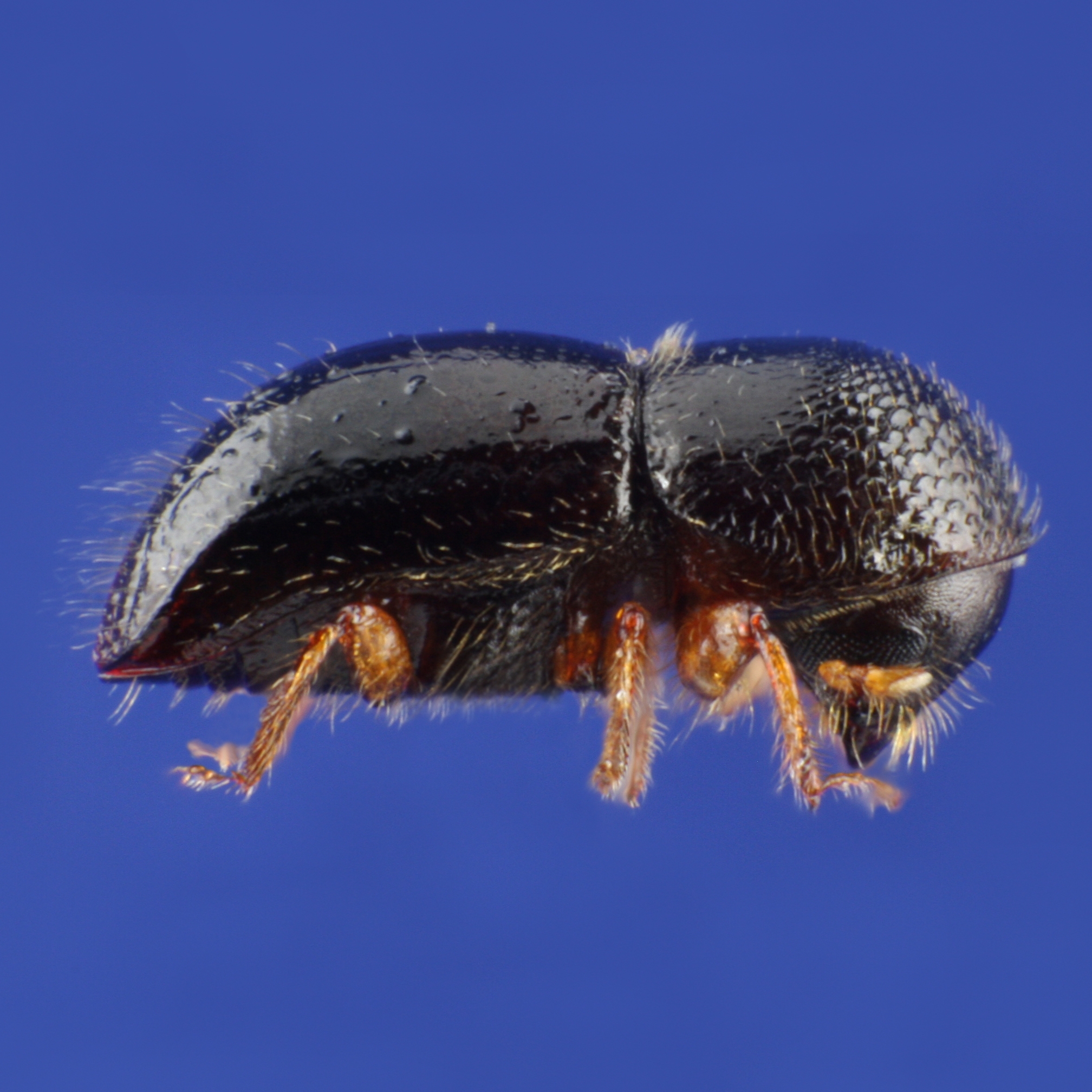 Schwarzer Nutzholzborkenkäfer